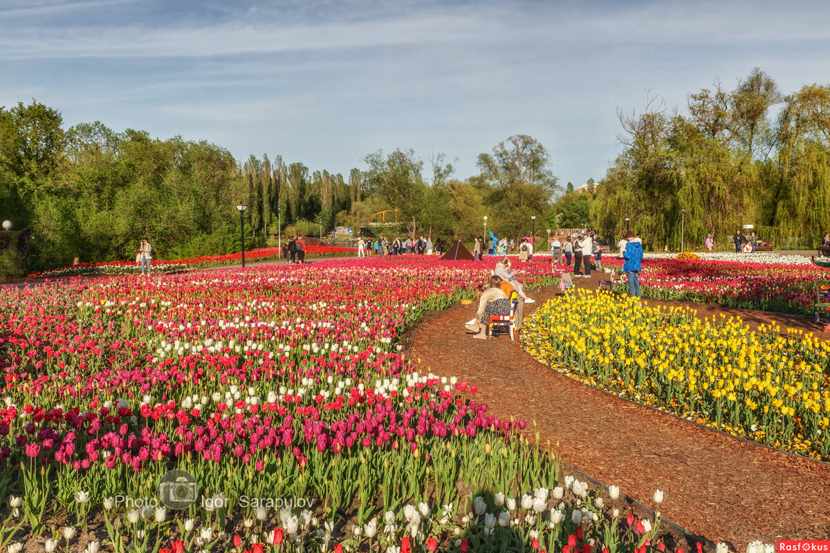 Тюльпановый рай - Игорь Сарапулов Тюльпановый рай - Игорь Сарапулов