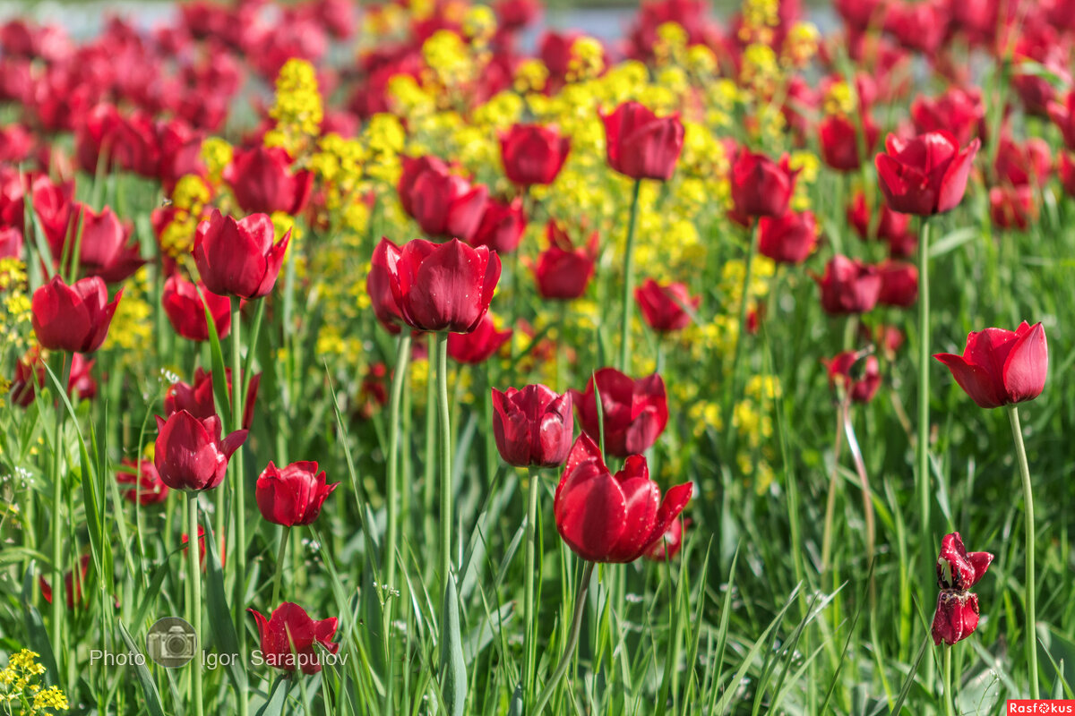 Красные тюльпаны - Игорь Сарапулов Красные тюльпаны - Игорь Сарапулов