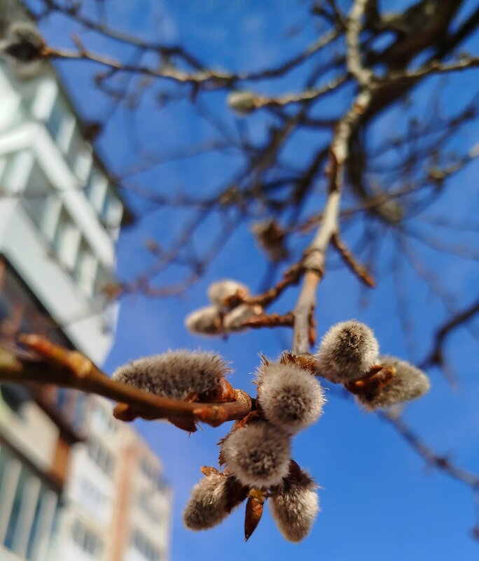 весенние пушистики - светлана льдокова весенние пушистики - светлана льдокова