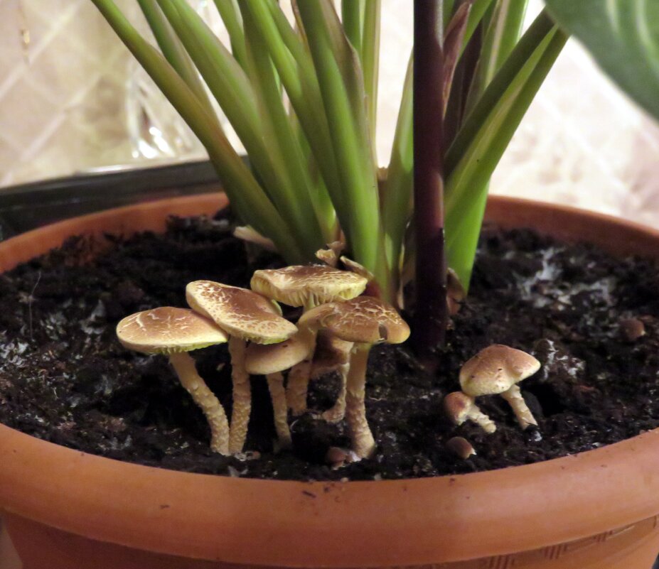 Сами выросли. :) - Ирина ***