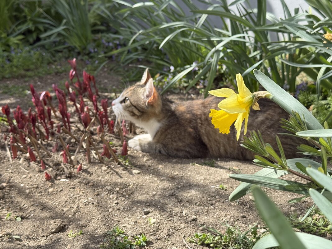 Маруся и нарцисс. - Валентина .