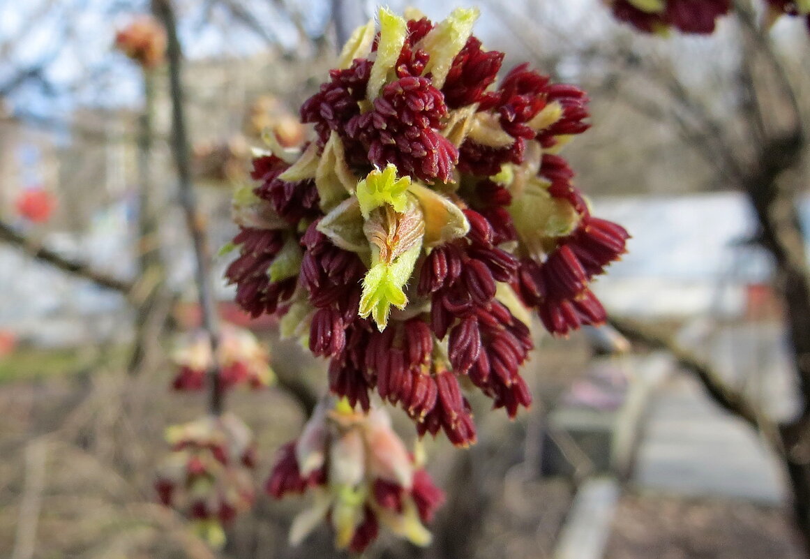 Клен ты мой апрельский, клен вовсю цветущий - Александр Чеботарь Клен ты мой апрельский, клен вовсю цветущий - Александр Чеботарь