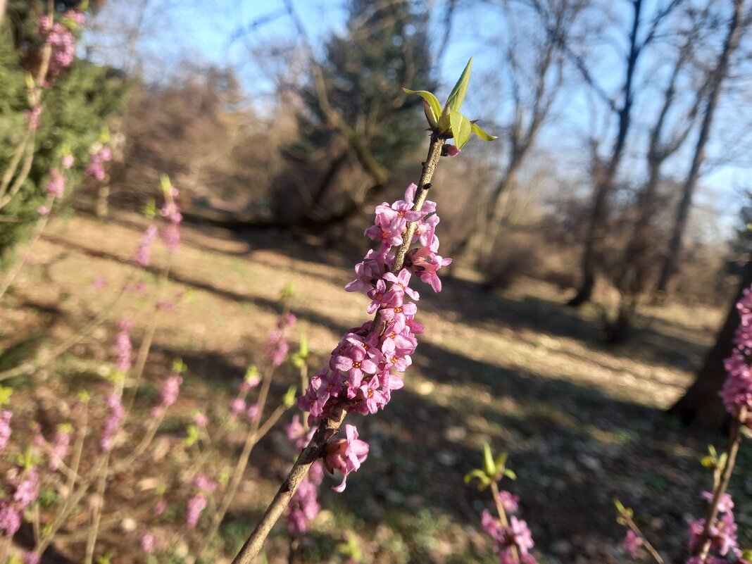 Волчеягодник - Сапсан 