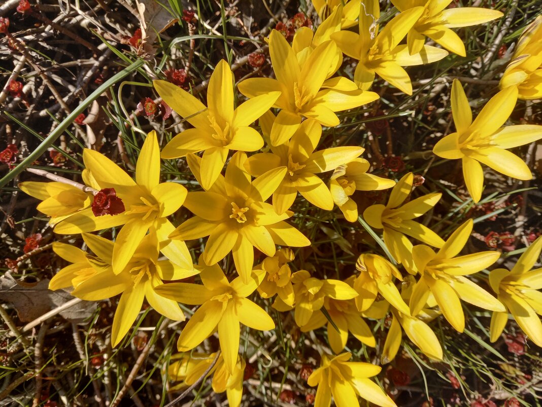 Крокусы - Сапсан 