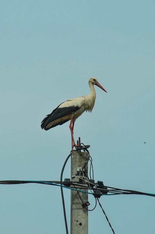 Аист - Татьяна Аникина