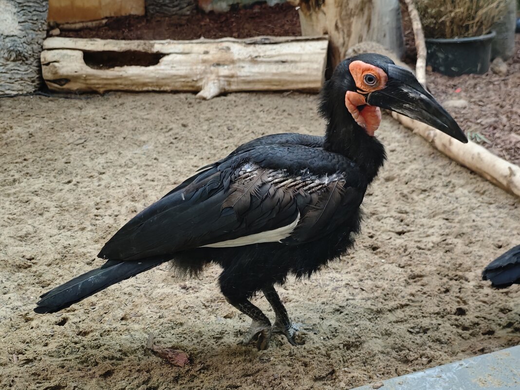 Кафрский рогатый ворон - <<< Наташа >>> Кафрский рогатый ворон - <<< Наташа >>>