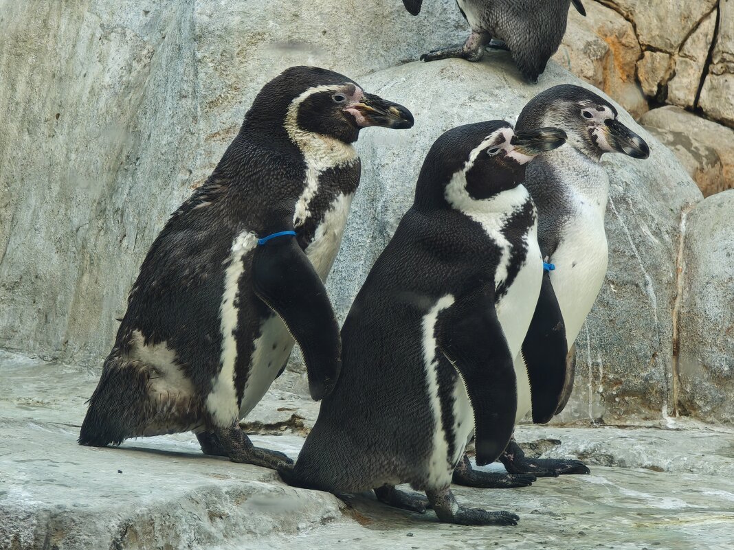 Пингвины - <<< Наташа >>>