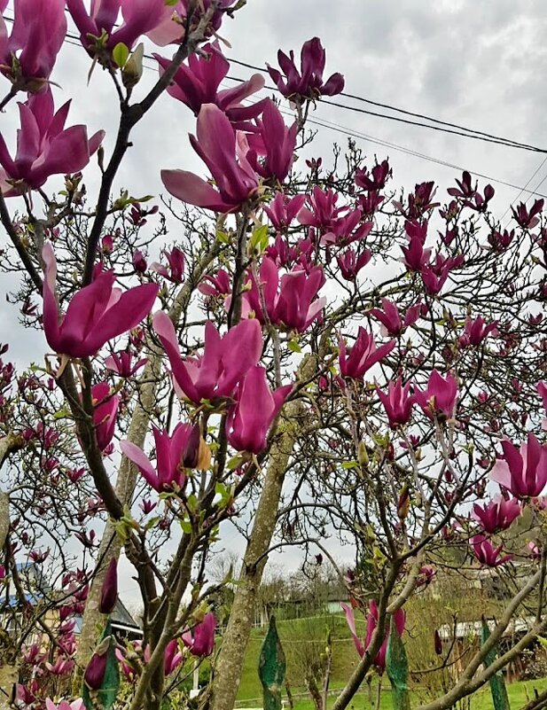 Магнолия Суланжа - Tata Wolf