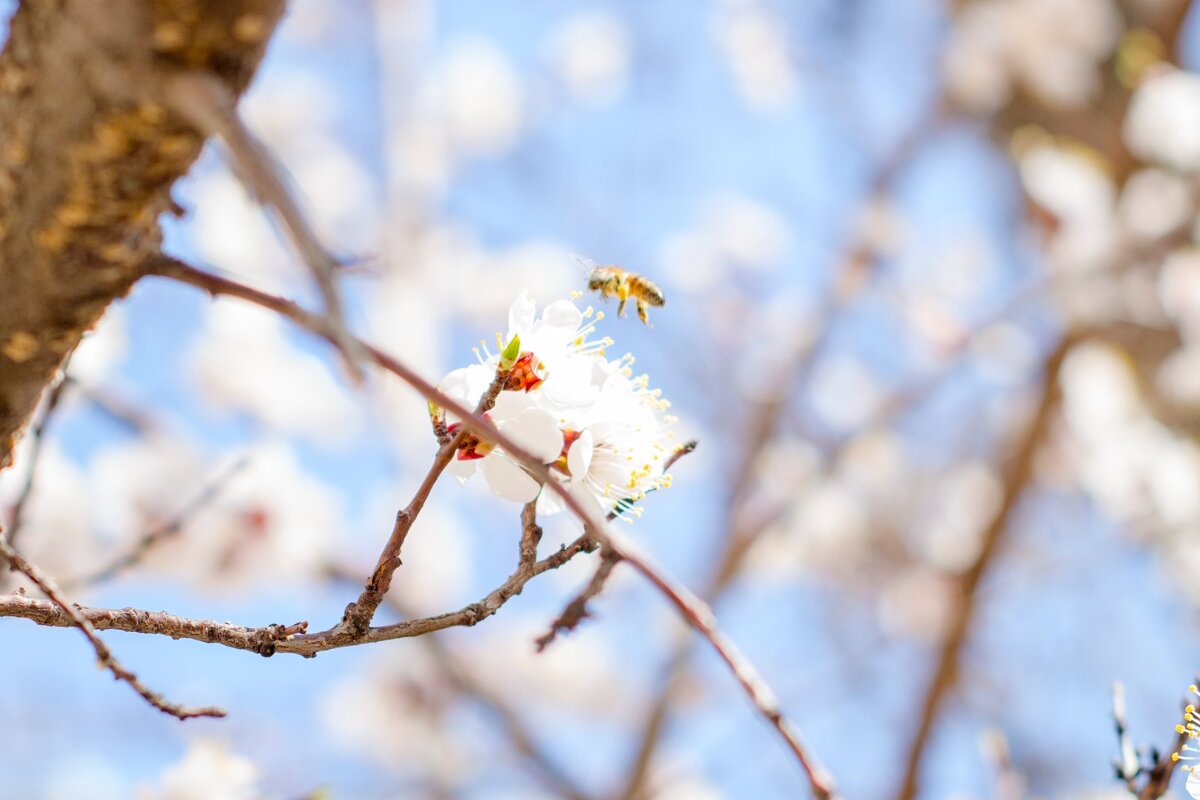 Пчела - Тамара Федорова