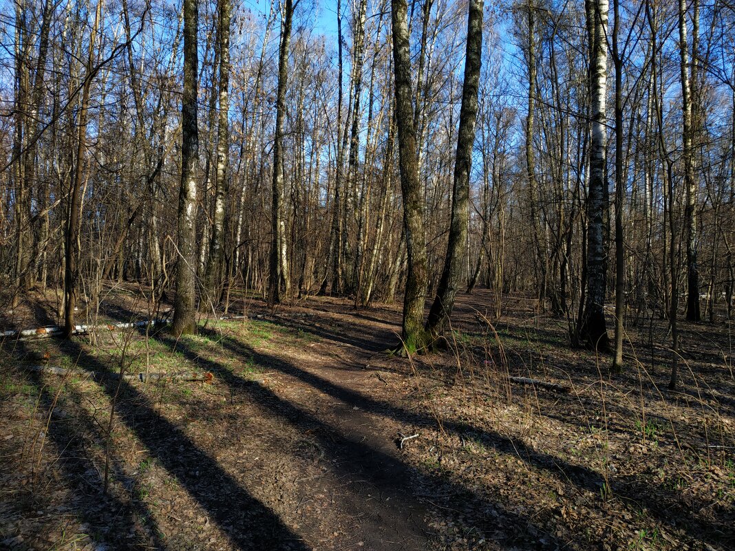 Апрель - сезон теней и самого прозрачного леса - Андрей Лукьянов