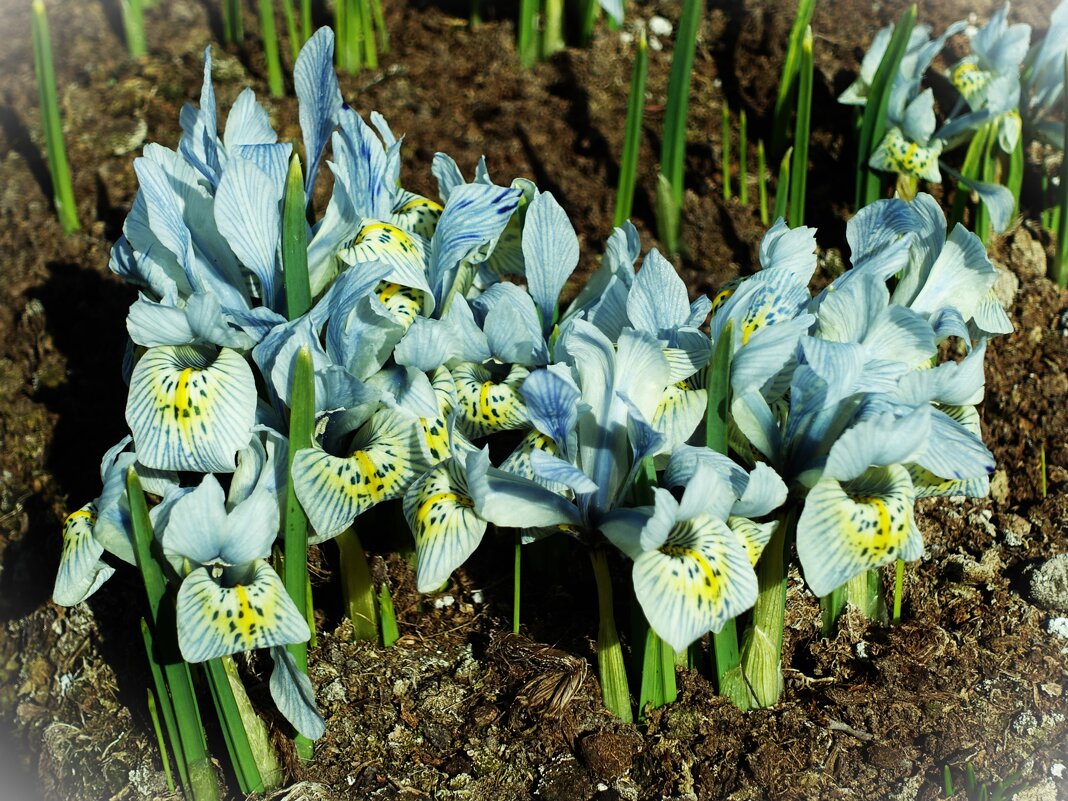 Ирис сетчатый Катарина Ходжкин(Ходкин) - Aida10 Ирис сетчатый Катарина Ходжкин(Ходкин) - Aida10