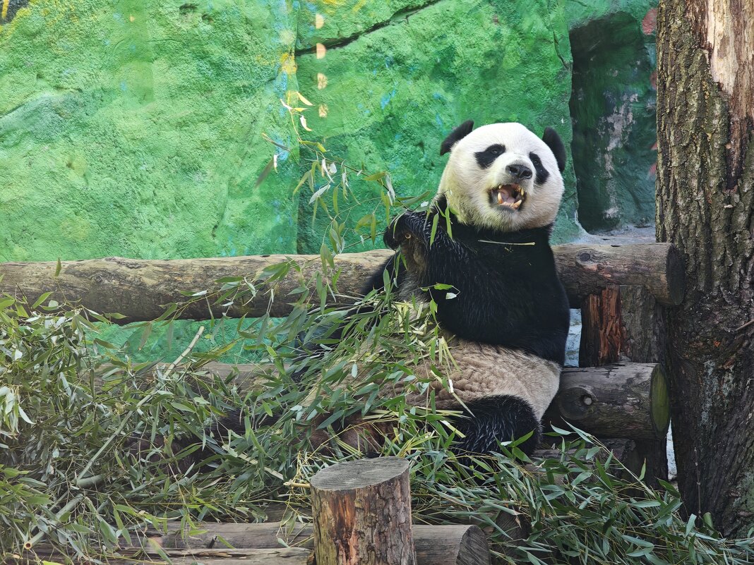 Панда Жуи - <<< Наташа >>> Панда Жуи - <<< Наташа >>>