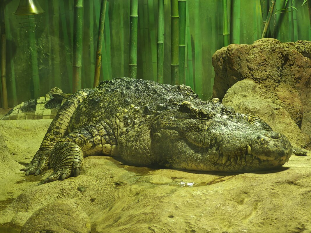 Крокодил - <<< Наташа >>> Крокодил - <<< Наташа >>>