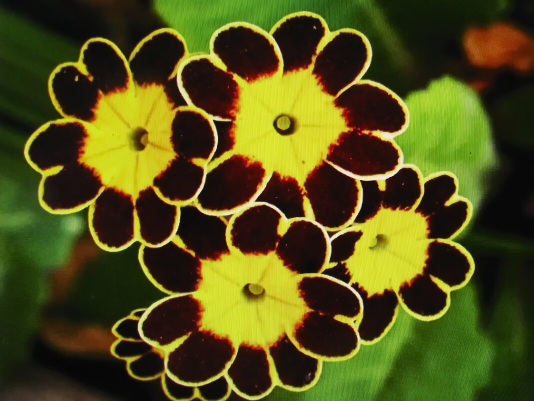 Интересная примула - Людмила Смородинская