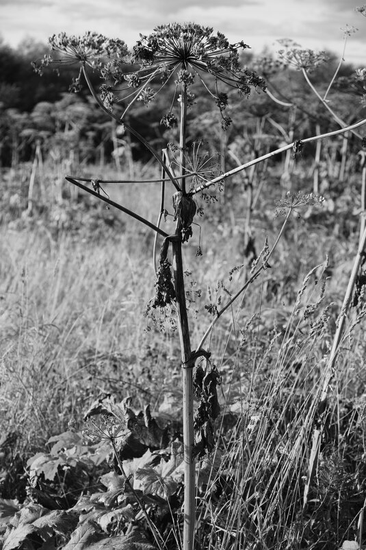 Название отсутствует - Денис Безногов Название отсутствует - Денис Безногов