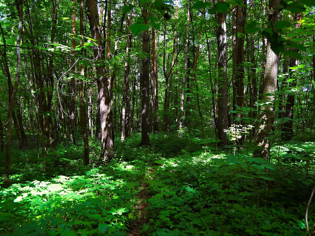 Чебоксары. Заросли Ботанического сада. - Пётр Чернега Чебоксары. Заросли Ботанического сада. - Пётр Чернега