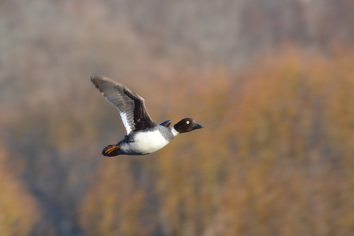 Гоголь (самка) - Владислав Иопек