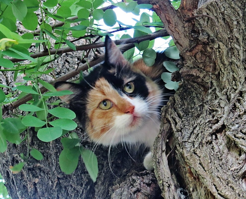 Кошечка - PRP 
