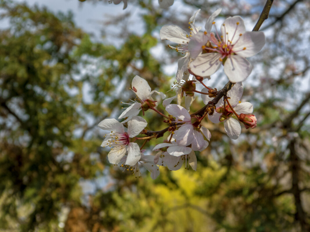 Весенние  цветы - Валентин Семчишин