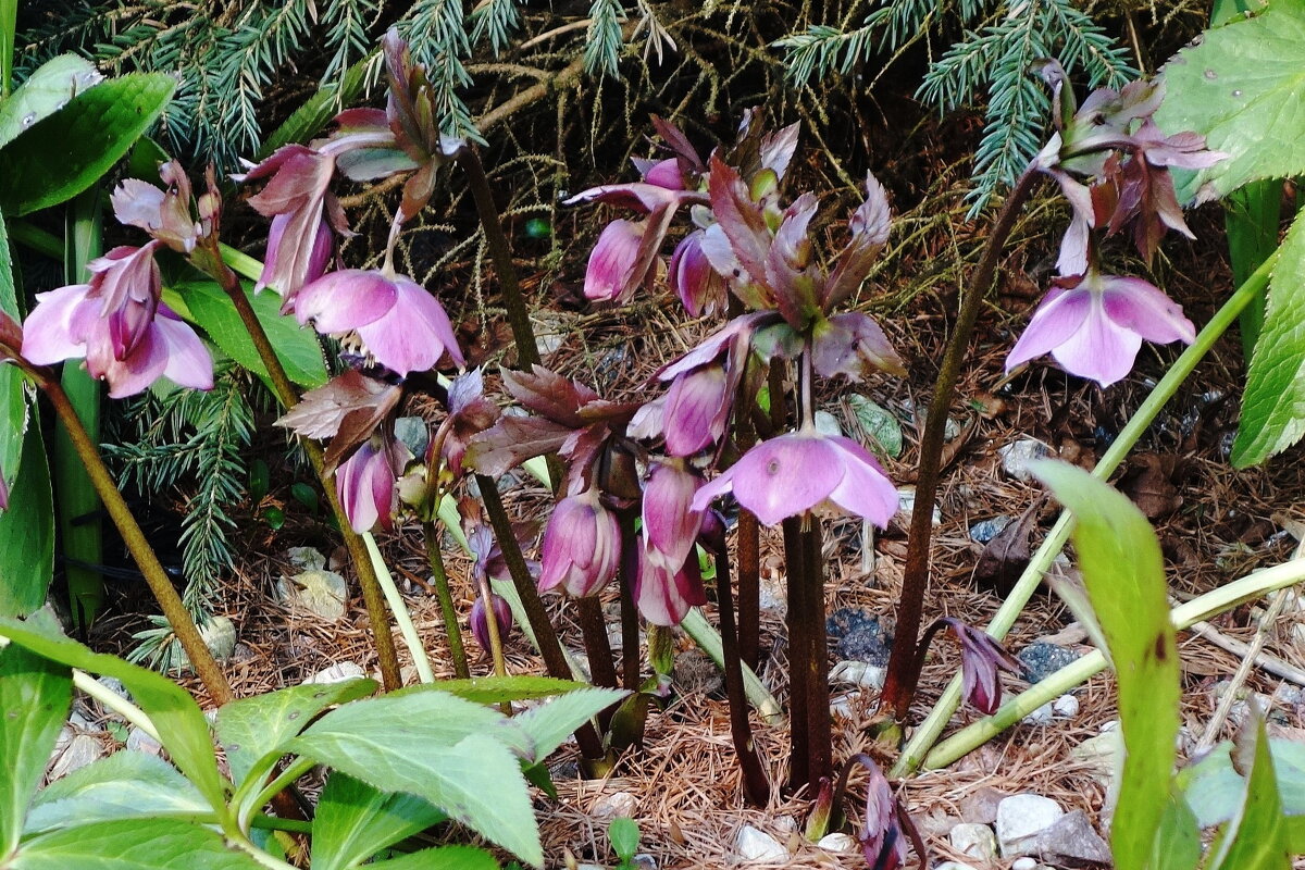 Морозник - Рита Симонова