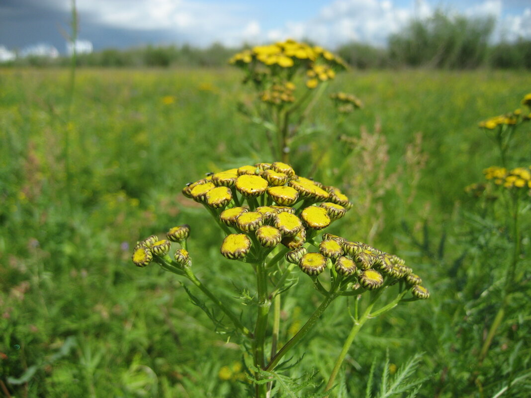 Пижма - Anna Ivanova Пижма - Anna Ivanova