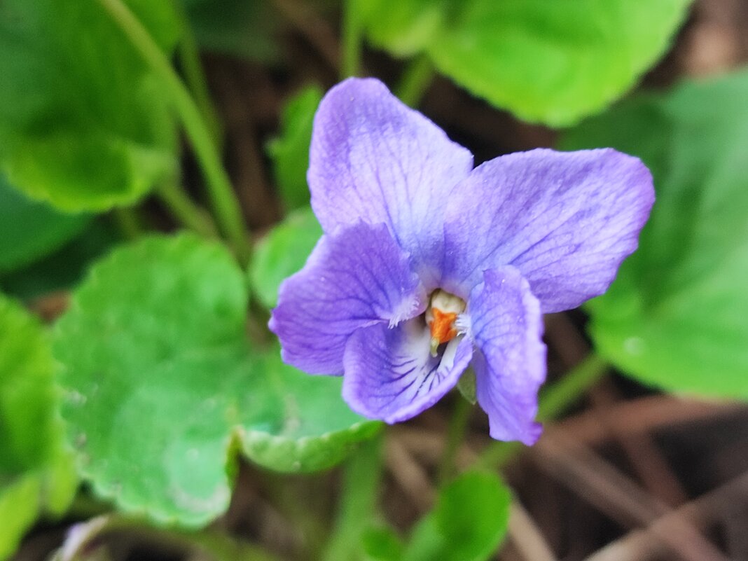 ,,, - Сергей Тимоновский