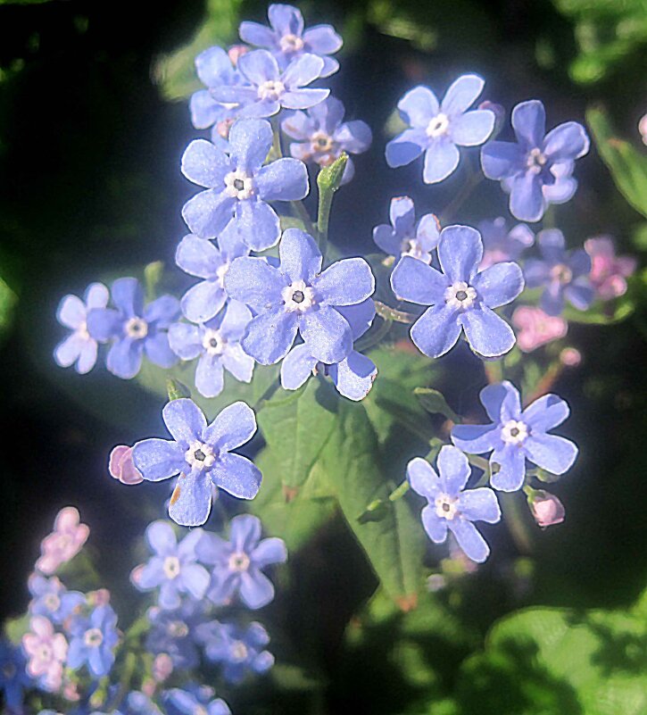Весеннее - Елена Семигина Весеннее - Елена Семигина