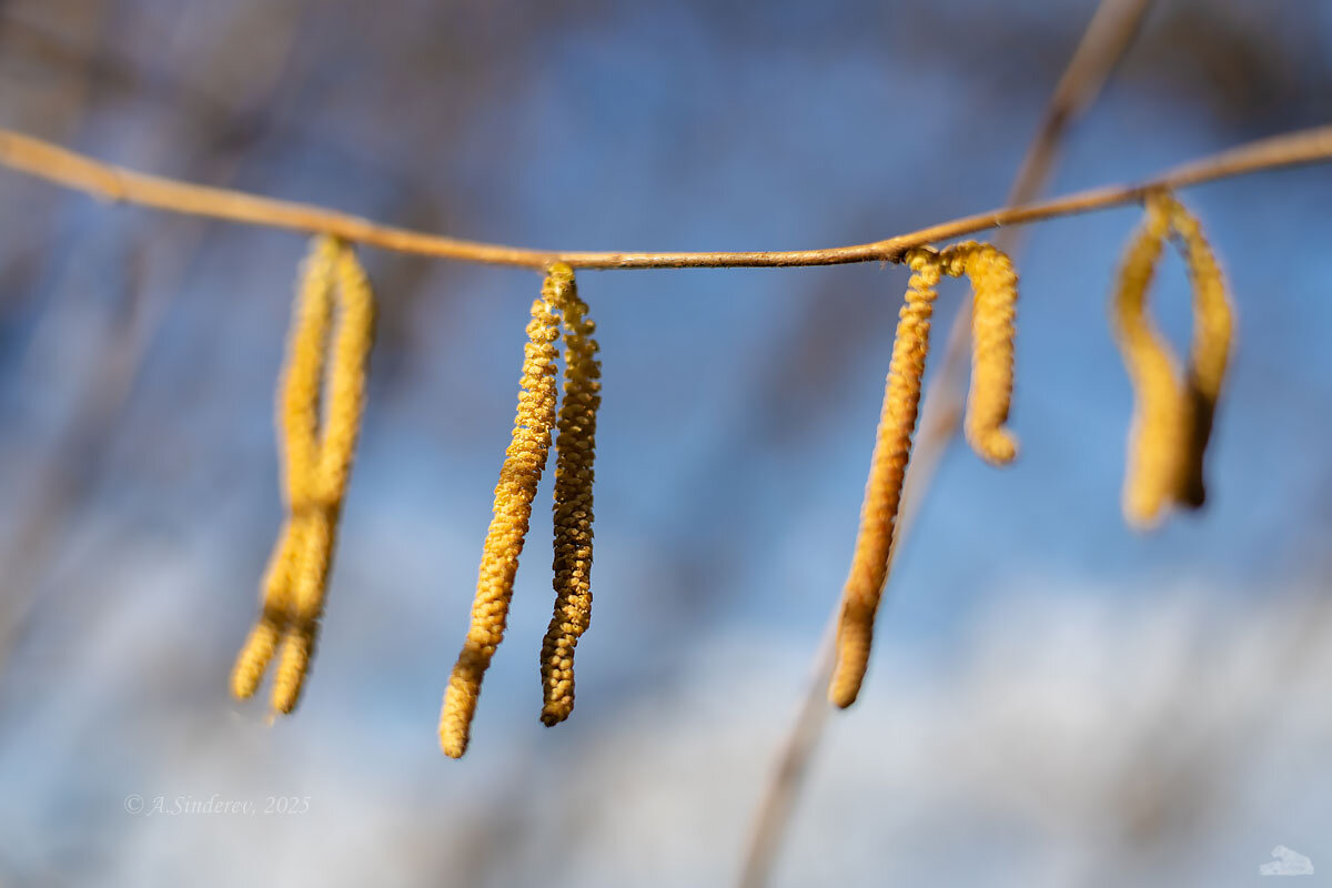 Ореховые серёжки - Александр Синдерёв