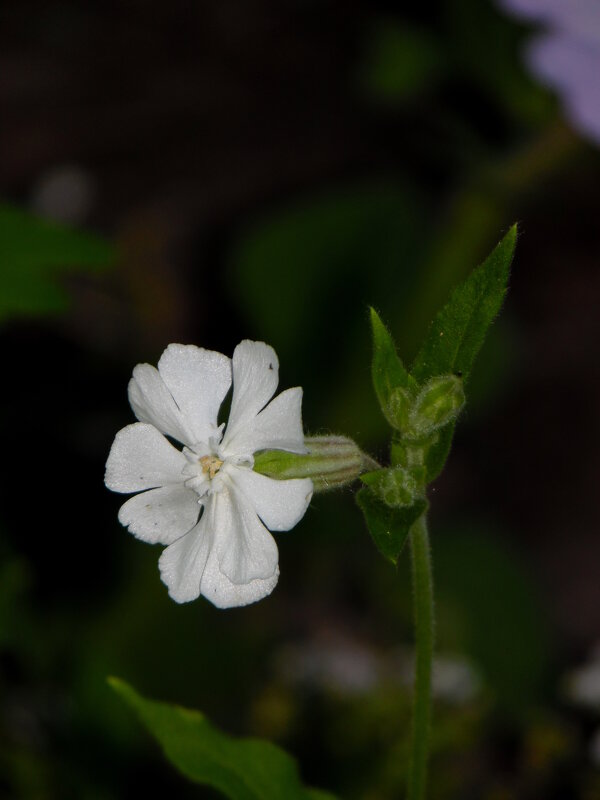 Хлопушка обыкновенная. - nadyasilyuk Вознюк