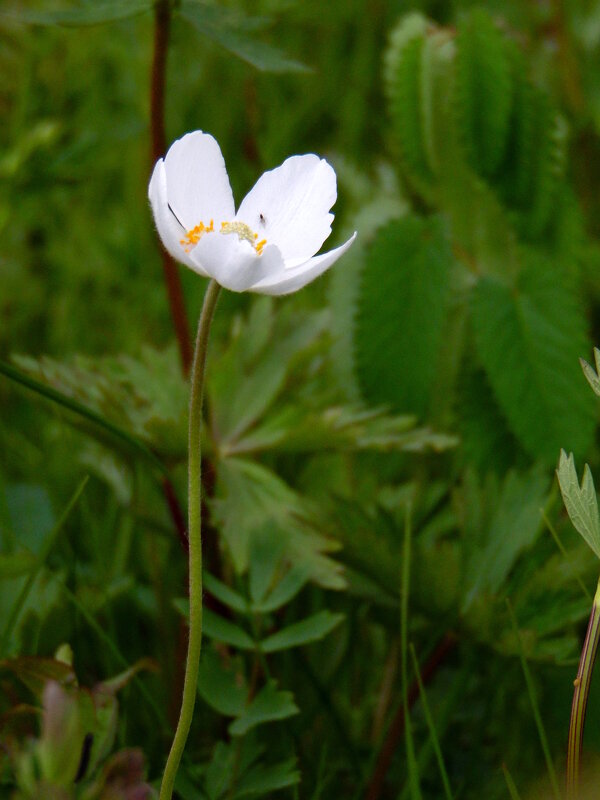 Ветреница. - nadyasilyuk Вознюк Ветреница. - nadyasilyuk Вознюк