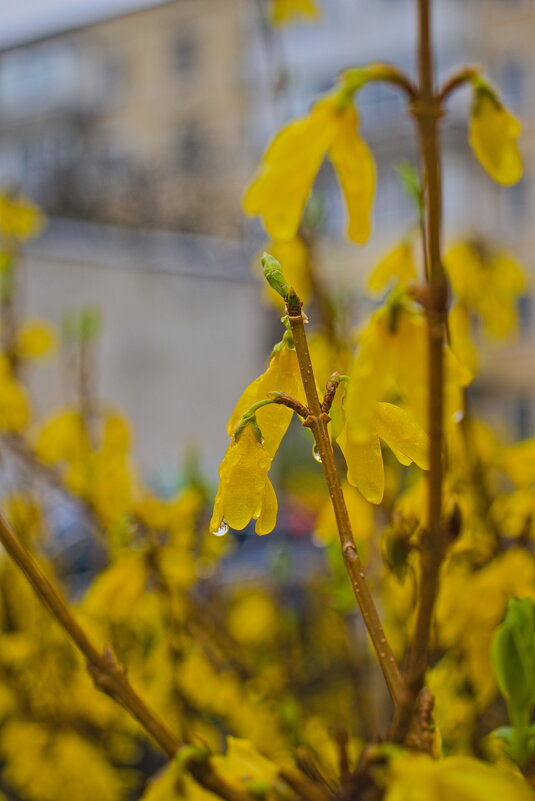 жасмин - Giant Tao /