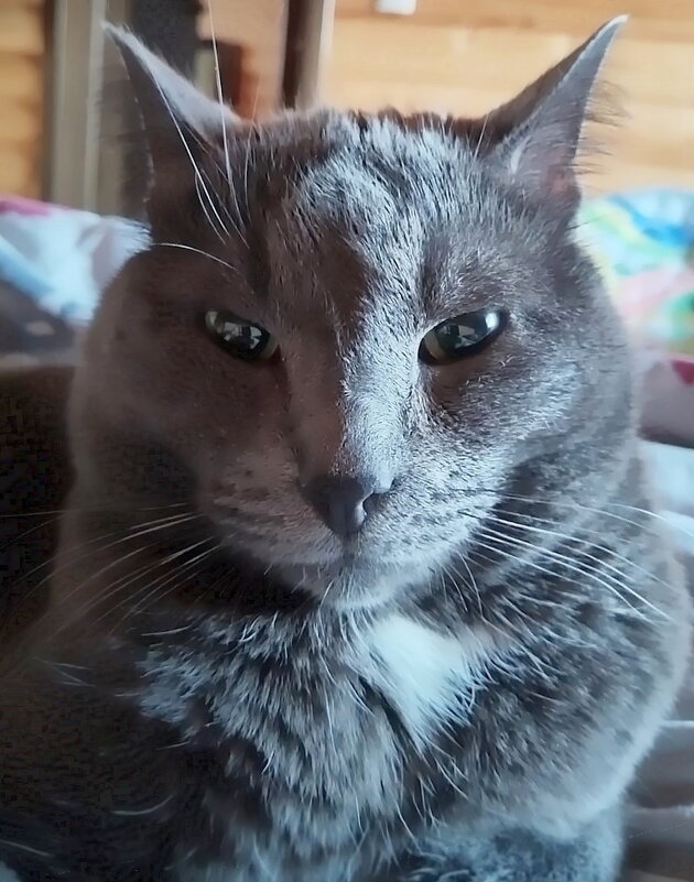 Басик - Ольга Довженко