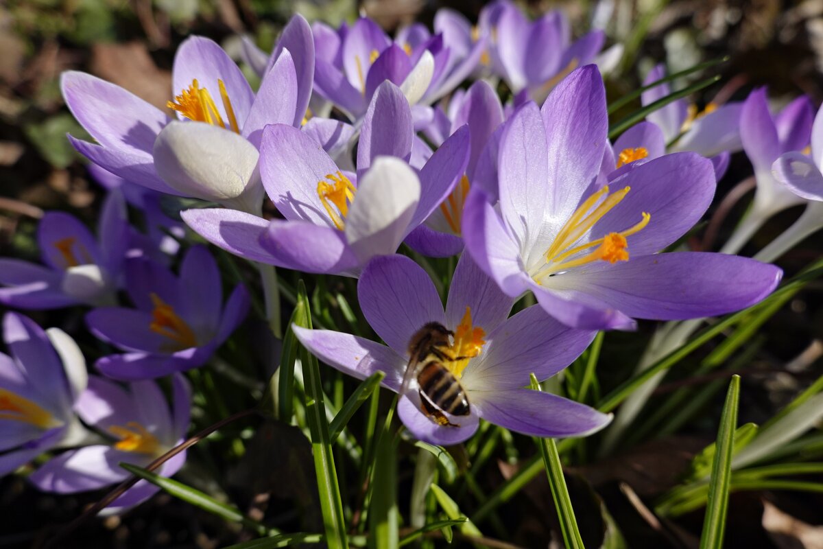 О, сколько их повсюду! Но каждый цветет по-своему - В этом высший подвиг цветка! Басё... - Галина О, сколько их повсюду! Но каждый цветет по-своему - В этом высший подвиг цветка! Басё... - Галина