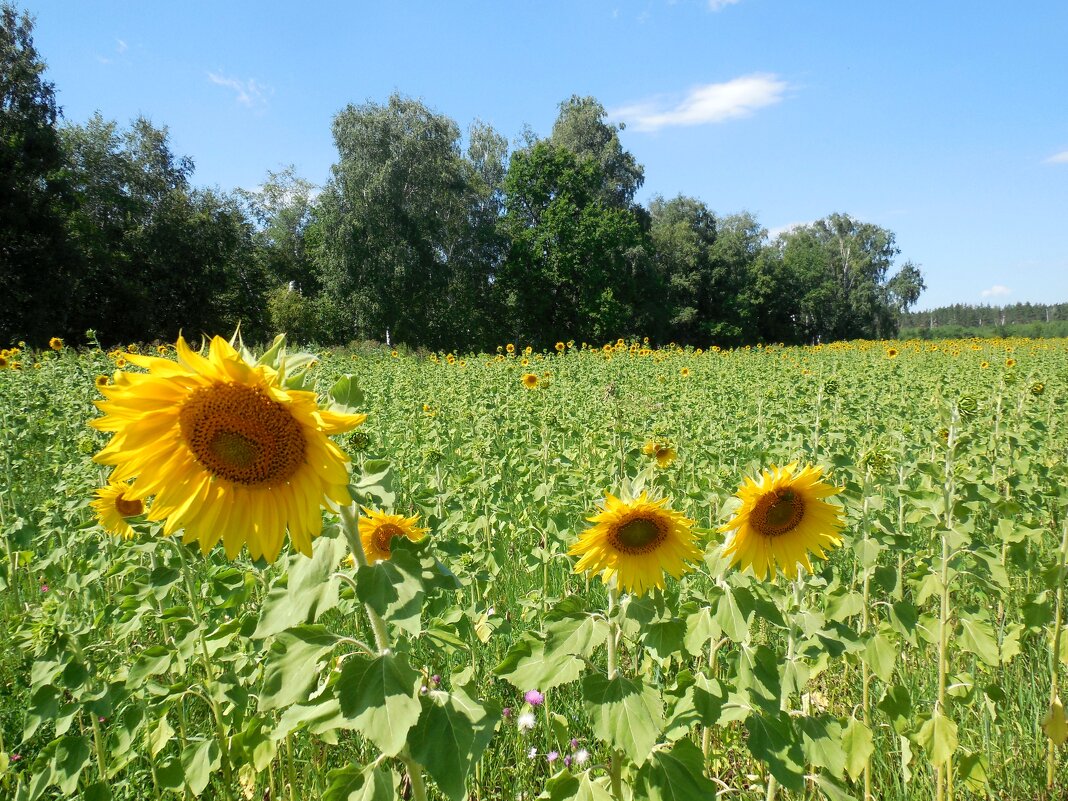 Подсолнушки - Надежда 