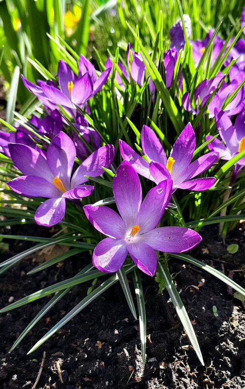 Радуются солнышку. - Александр Кондаков