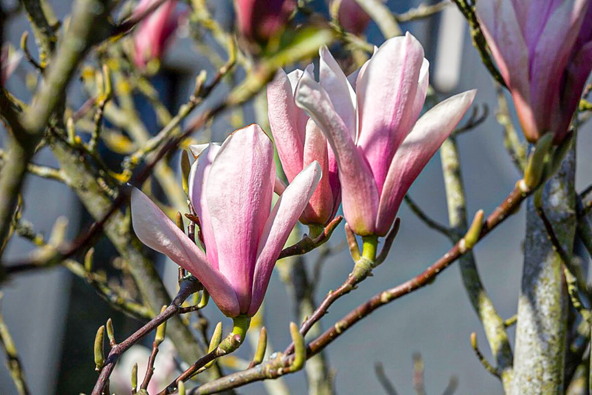 Магнолия цветет.Середина весны. - Lucy Schneider Магнолия цветет.Середина весны. - Lucy Schneider