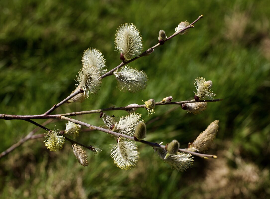 Весенняя картинка. - Lucy Schneider 