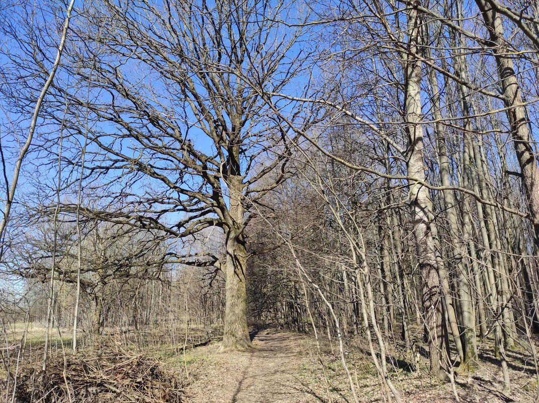 Дуб на опушке - Игорь Ч.