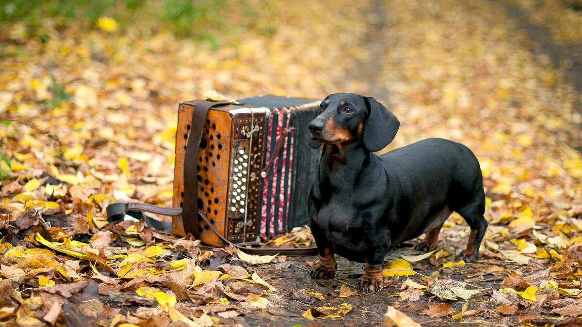 *** - Альберт Ханбиков *** - Альберт Ханбиков