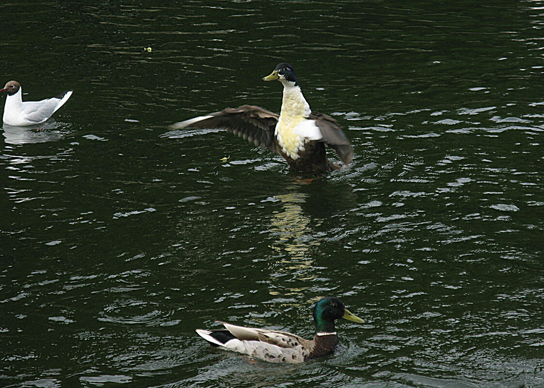 "Дирижёр" - Надежда 