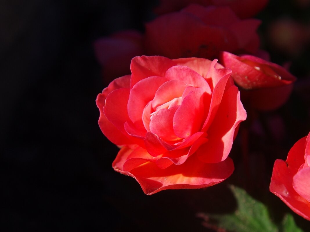 Цветок - Сергей Швечков