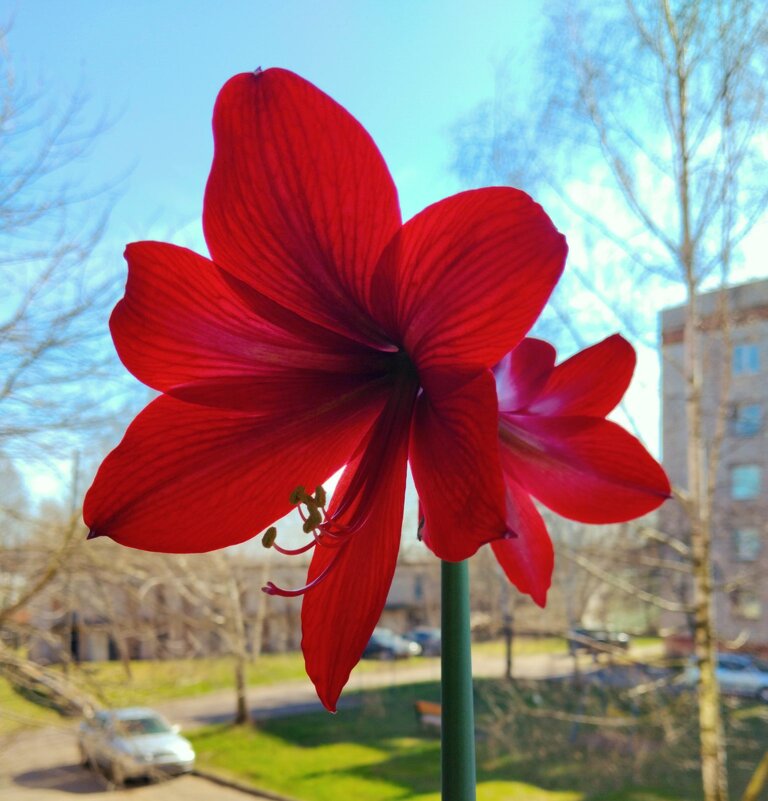 Гиппеаструм зацвёл - Галина Бобкина Гиппеаструм зацвёл - Галина Бобкина