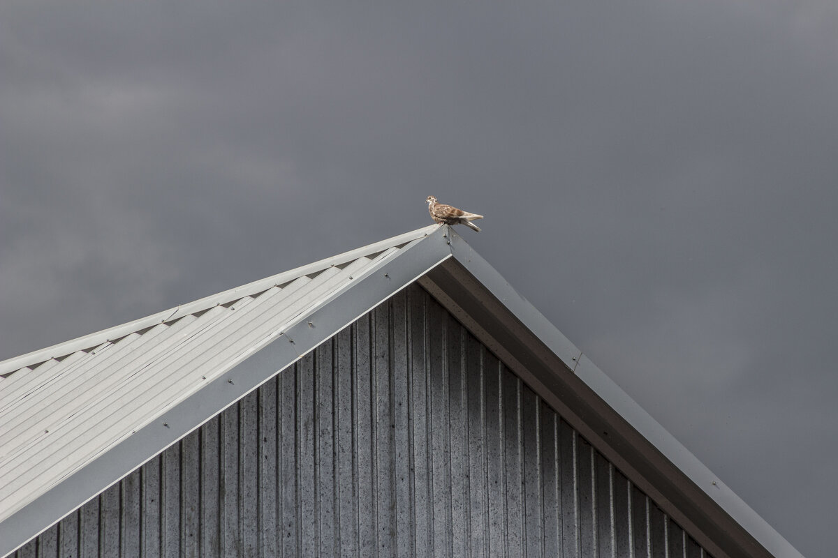 Сталь неба & голубь - Коля Лукашов