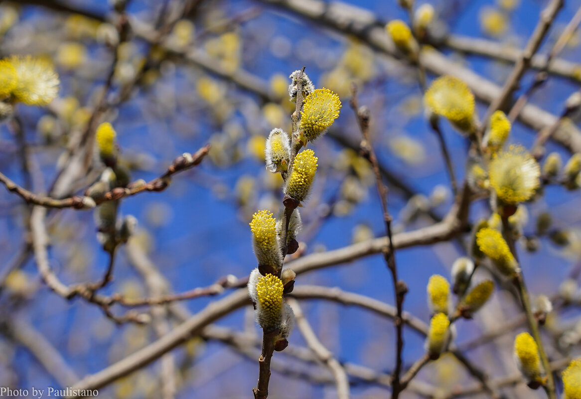 Палитра апреля... - Владимир Жданов Палитра апреля... - Владимир Жданов