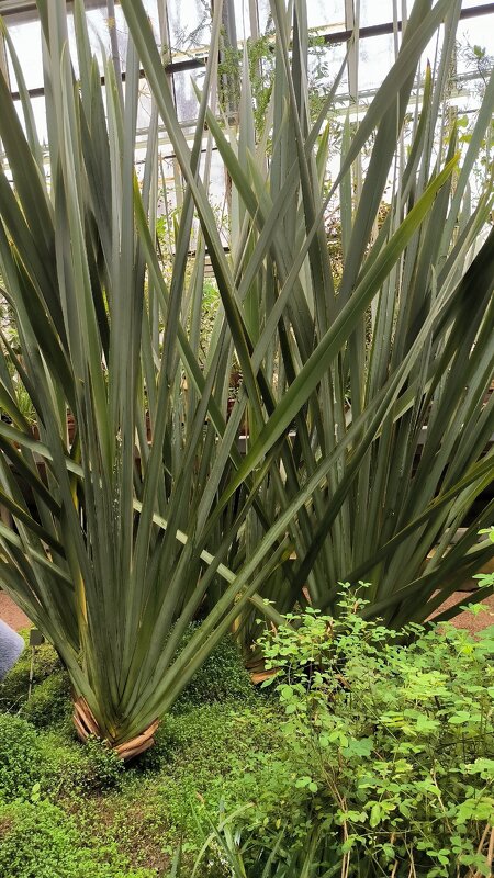 Растения субтропиков. - Ольга Растения субтропиков. - Ольга