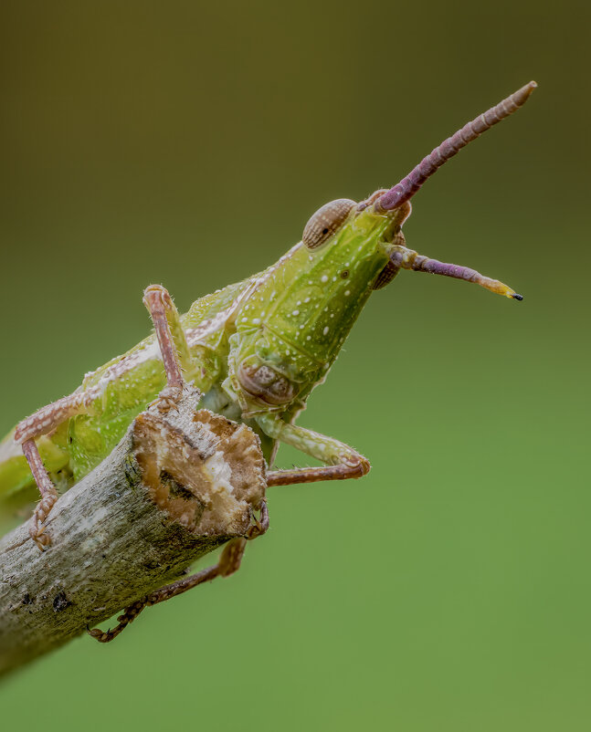 Кузнечик(yrgomorpha conica). Пиргоморфа пустынная,насекомое из семейства кузнечиков. - Александр Григорьев Кузнечик(yrgomorpha conica). Пиргоморфа пустынная,насекомое из семейства кузнечиков. - Александр Григорьев
