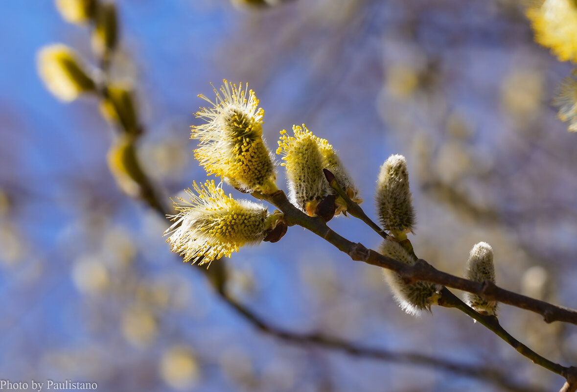 Палитра апреля... - Владимир Жданов Палитра апреля... - Владимир Жданов