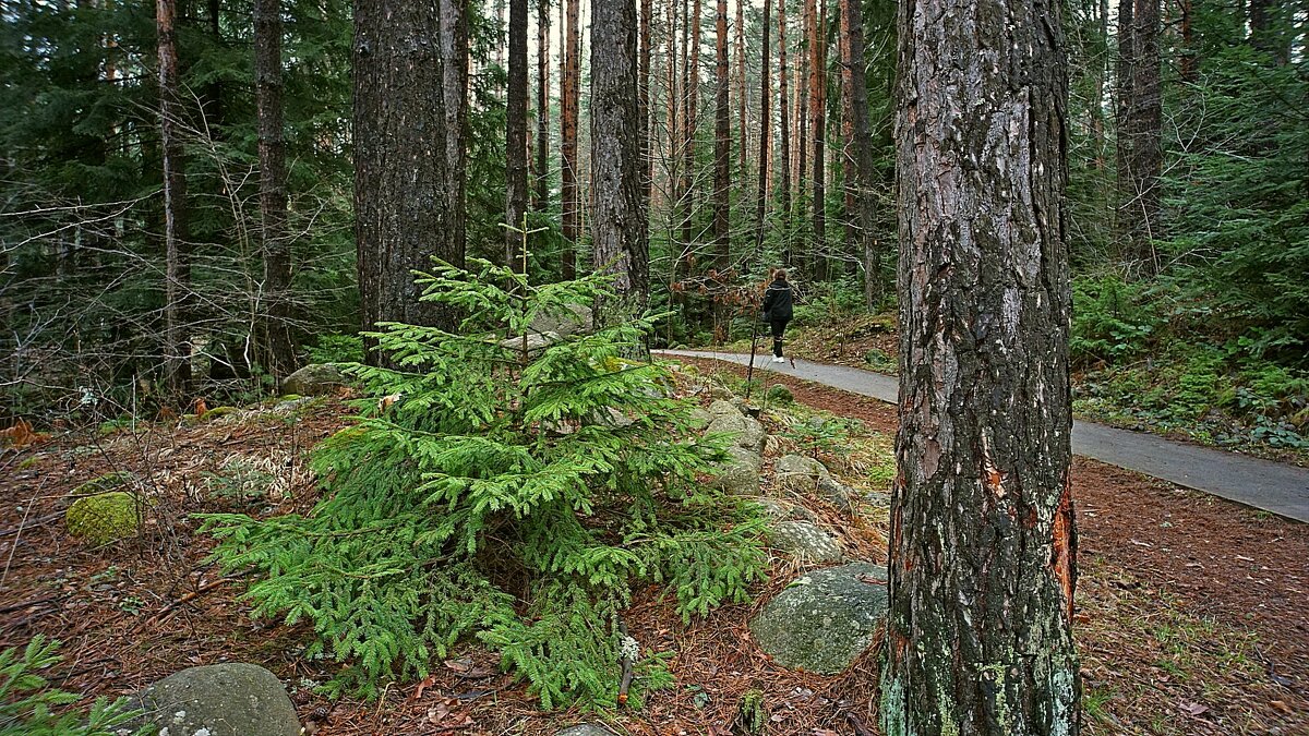 В лесу родилась ёлочка... - Эмиль В лесу родилась ёлочка... - Эмиль