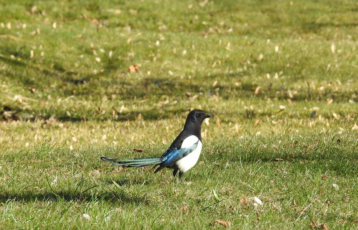 сорока - ИННА ПОРОХОВА