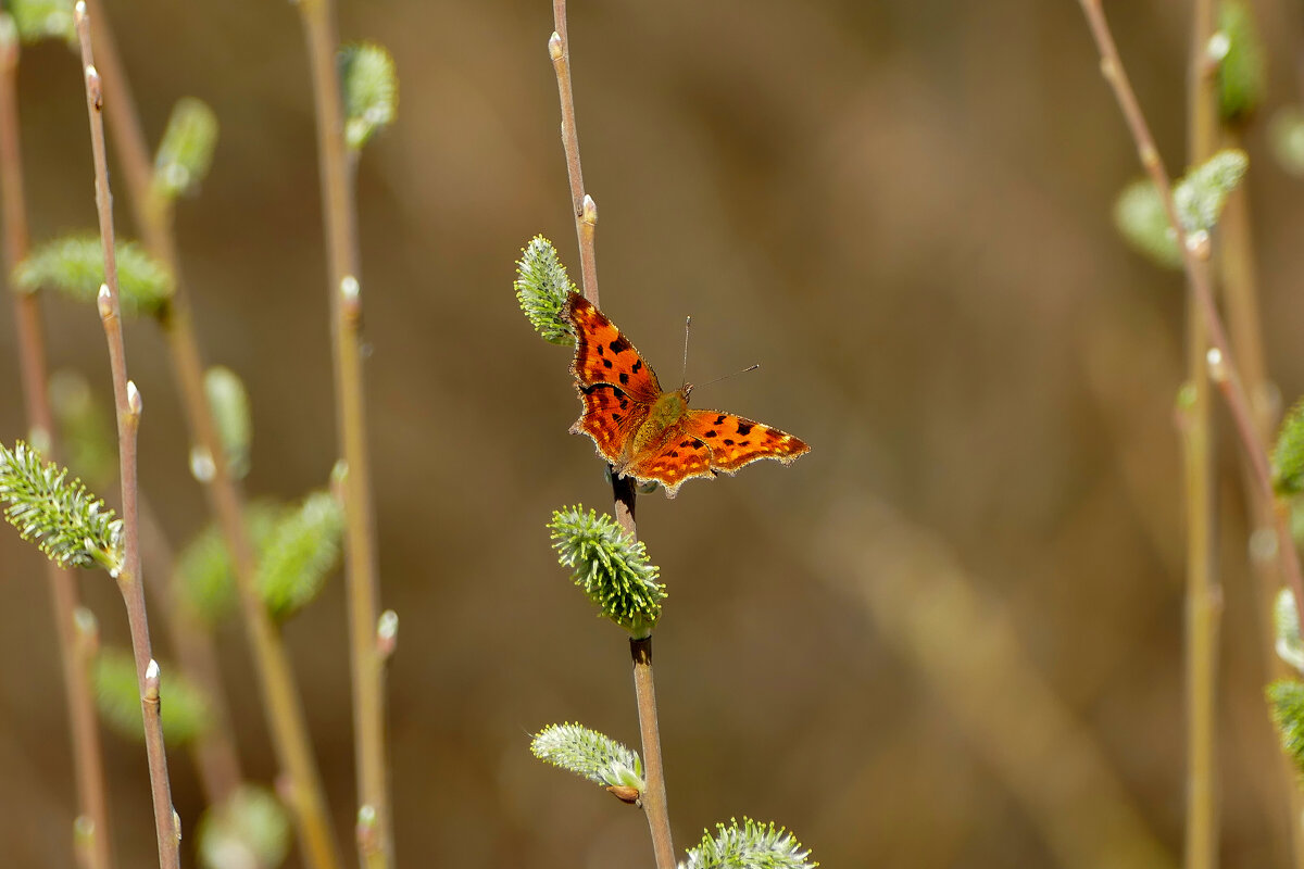 Бабочки, снятые сегодня 3 - Александр Прокудин Бабочки, снятые сегодня 3 - Александр Прокудин